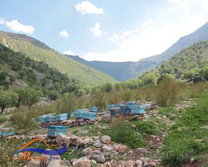 باجول