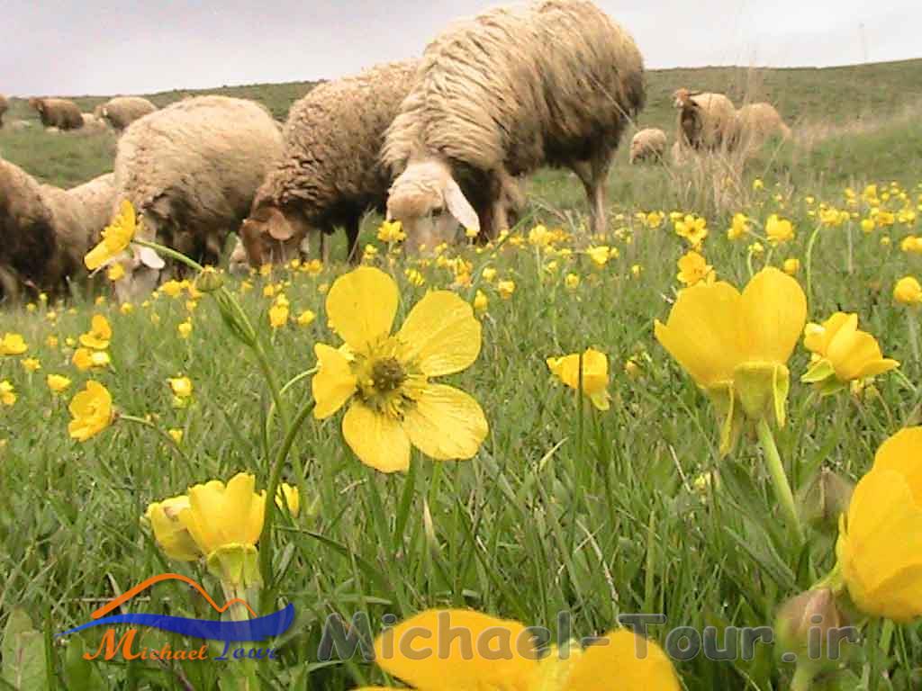 روستای مرزی پست کندی روستای مرزی پست کندی