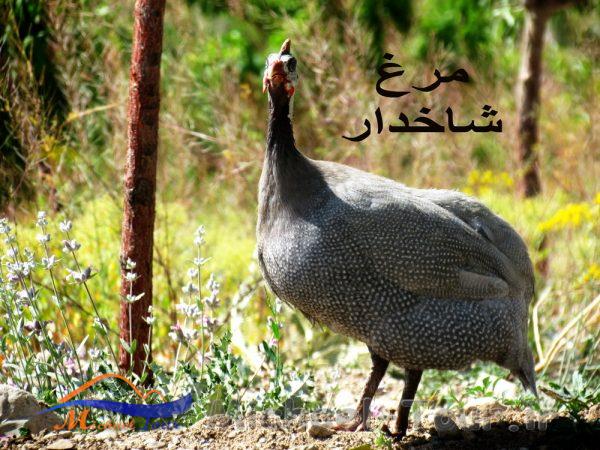 مزرعه گردشگری خورشید مزرعه گردشگری خورشید