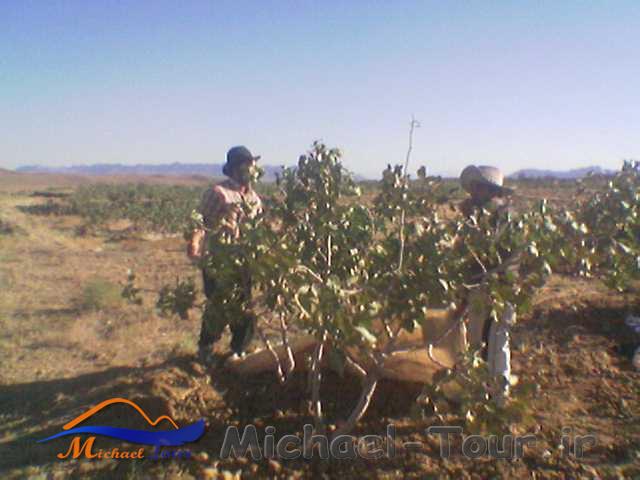 روستای طاغوک