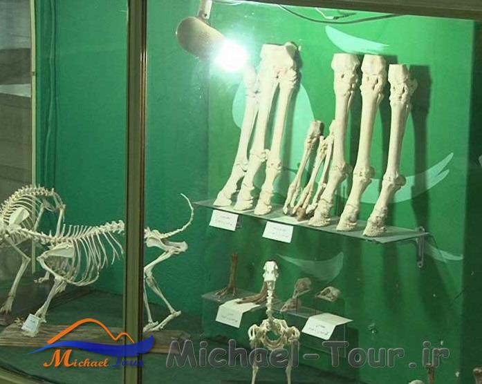 موزه جانور شناسی همدان