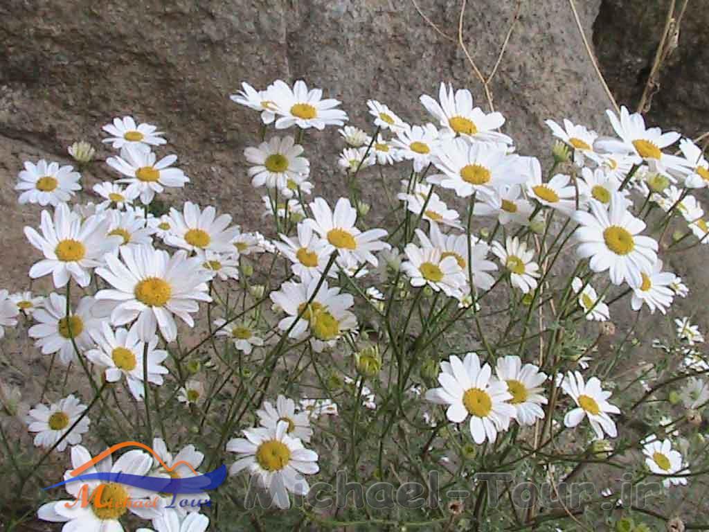 روستای مرزی پست کندی روستای مرزی پست کندی