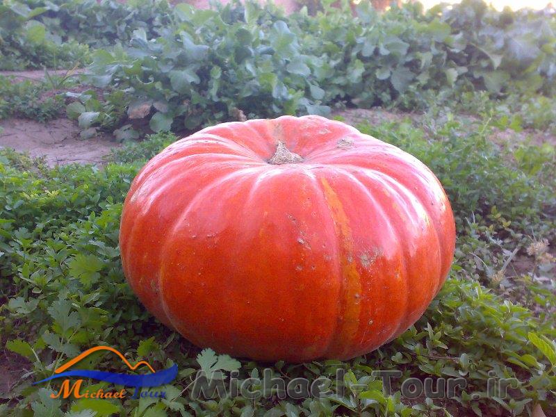 کوچه باغ کویری کوچه باغ کویری