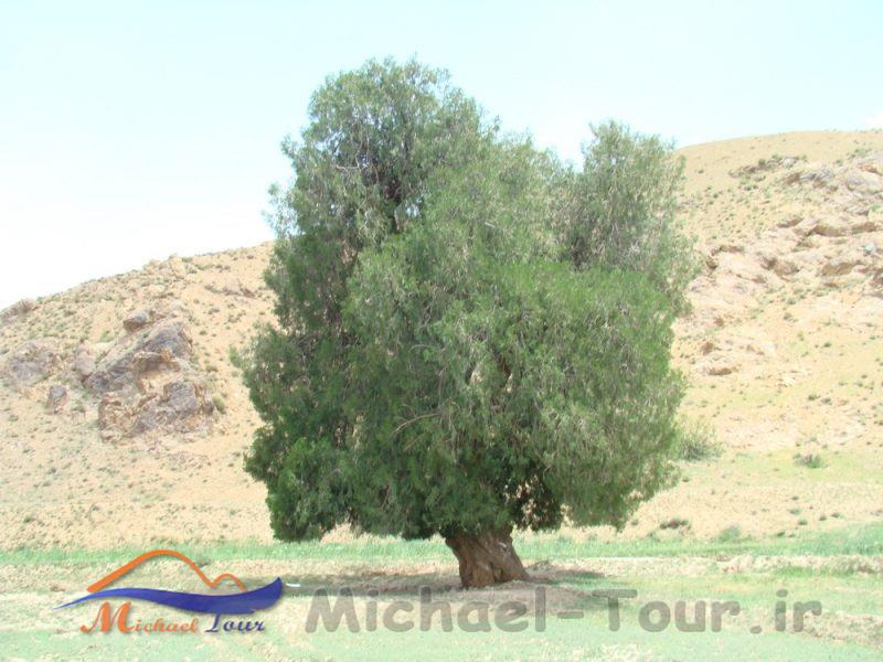 سرو زول سرو زول
