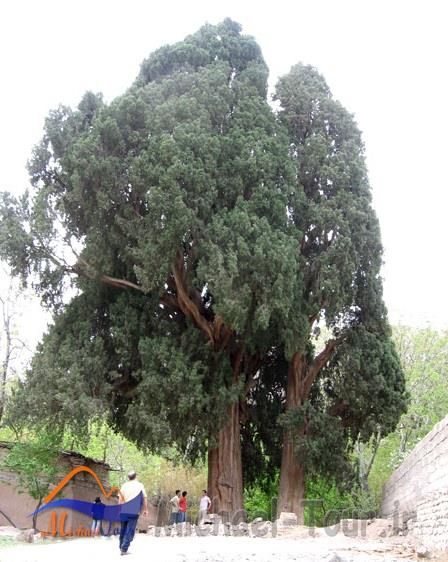 سرو سیرچ