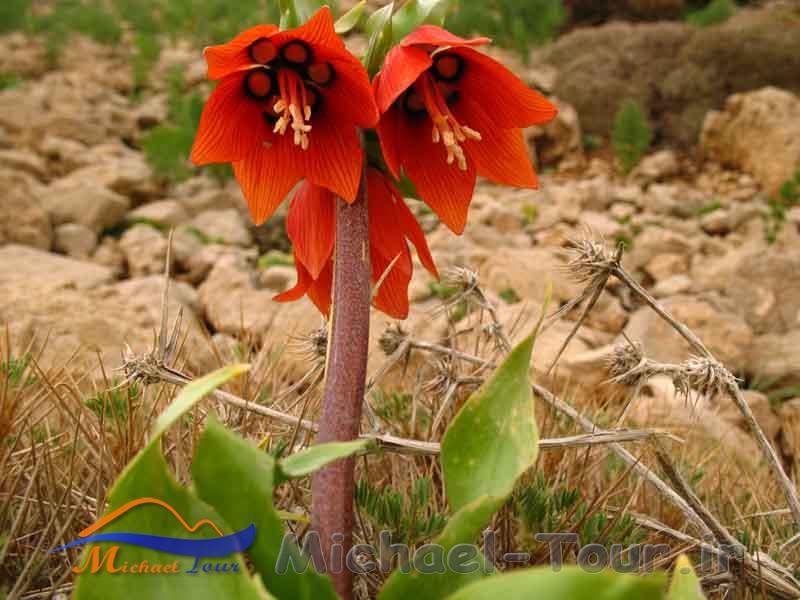 منطقه شکار ممنوع بید بیده منطقه شکار ممنوع بید بیده