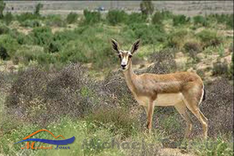 دیدنیهای بیرجند در بهار دیدنیهای بیرجند در بهار