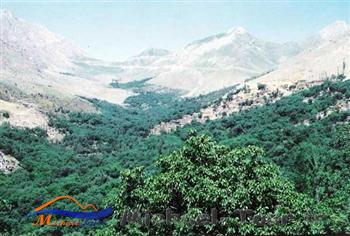 سرو آباد سرو آباد