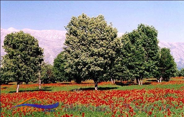 دشت برم دشت برم