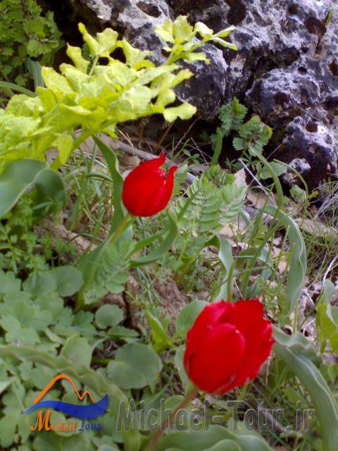 روستای کلم روستای کلم