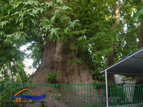 درخت چنار باغوار درخت چنار باغوار