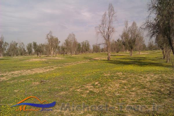 پارک جنگلی روستای چاه خانی بوشهر