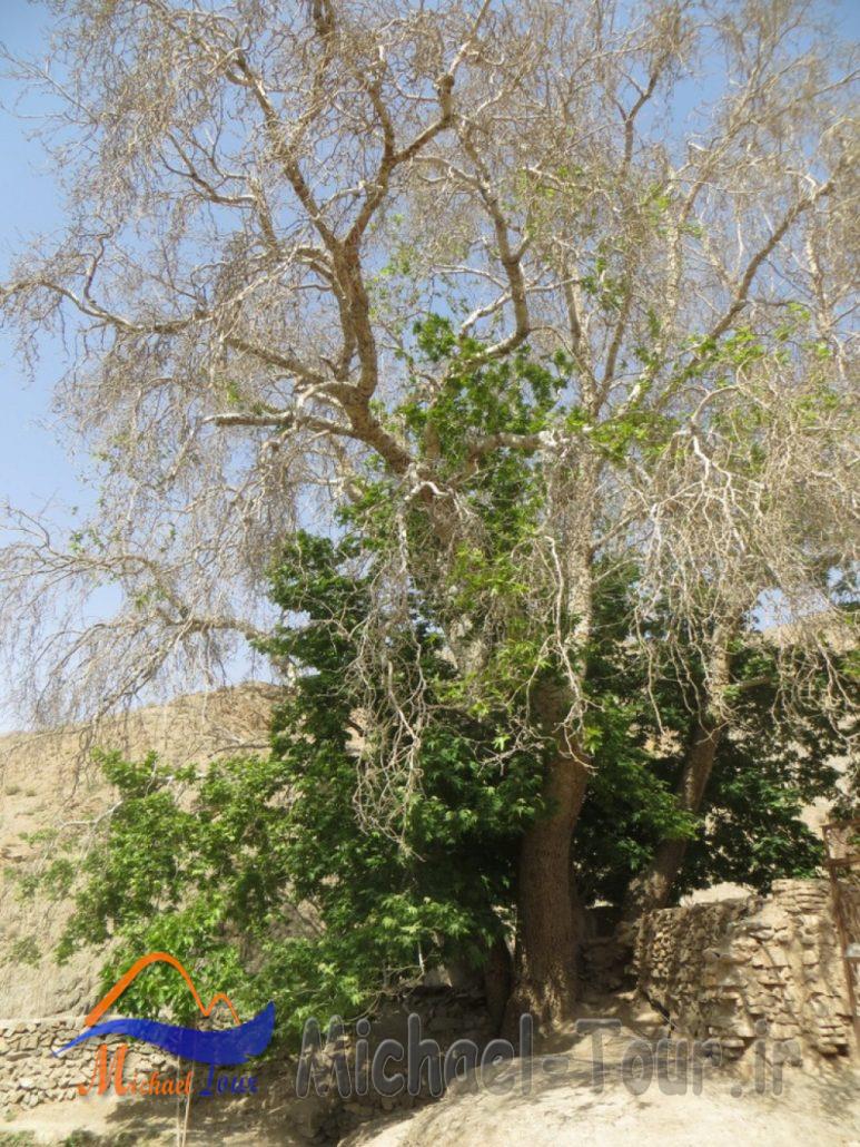 درخت کهنسال چنار مزار سلطان تیمور