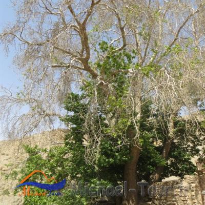 درخت کهنسال چنار مزار سلطان تیمور