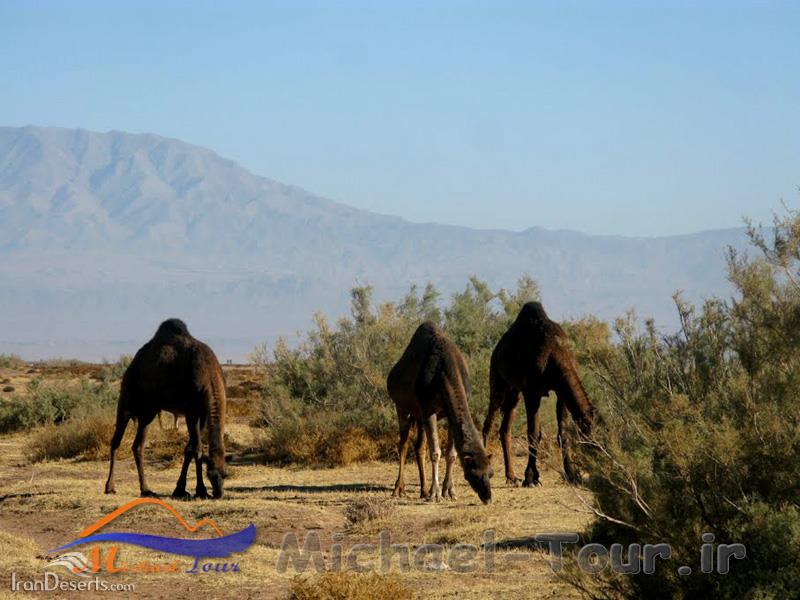 کویر دوشاخ کویر دوشاخ