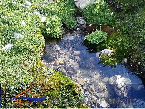 چمنزار مور سلطونی چمنزار مور سلطونی