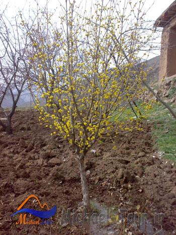 روستای میر روستای میر