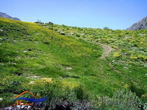 چمنزار مور سلطونی چمنزار مور سلطونی