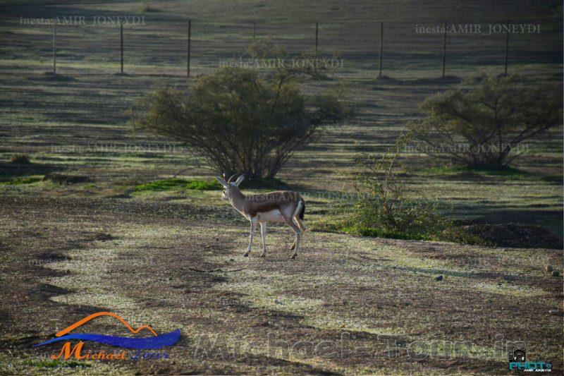 منطقه حفاظت شده دیمه