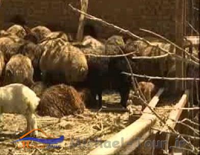 روستای افسریه روستای افسریه