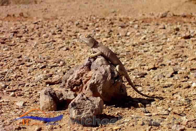 دیدنیهای بیرجند در بهار دیدنیهای بیرجند در بهار