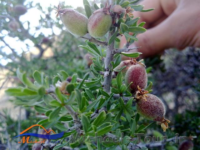 روستای احمدمحمودی روستای احمدمحمودی