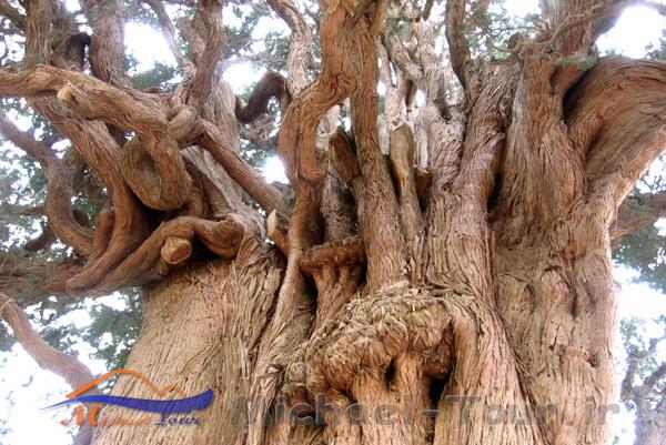 سرو سیرچ
