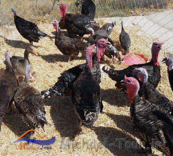 مزرعه گردشگری خورشید مزرعه گردشگری خورشید