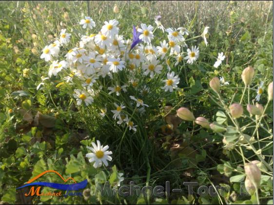 روستای جوزقدان