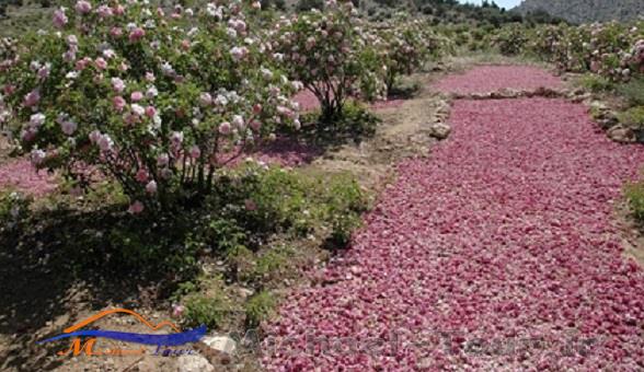 لایزنگان 