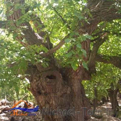 روستای غازم آباد