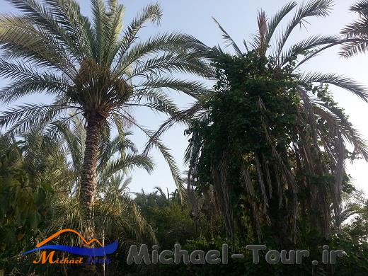 باغهای سرسبز اسپکه باغهای سرسبز اسپکه
