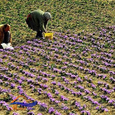 روستای وامنان