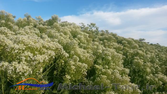روستای لورگ باغ روستای لورگ باغ