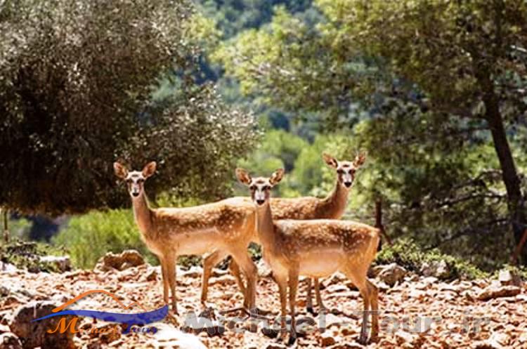 جاهای دیدنی ساری در بهار