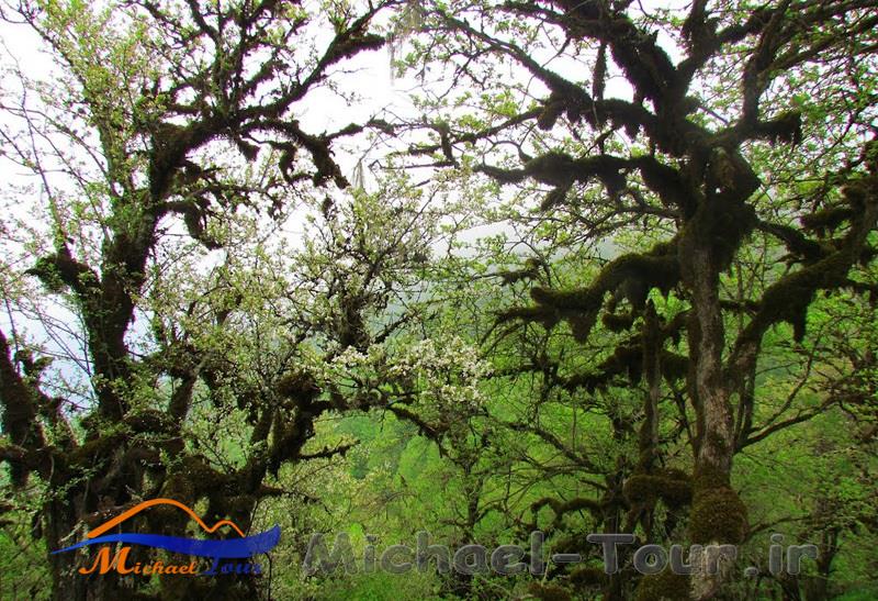 آبشار لاکوه