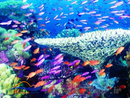 جزایر مرجانی قشم جزایر مرجانی قشم