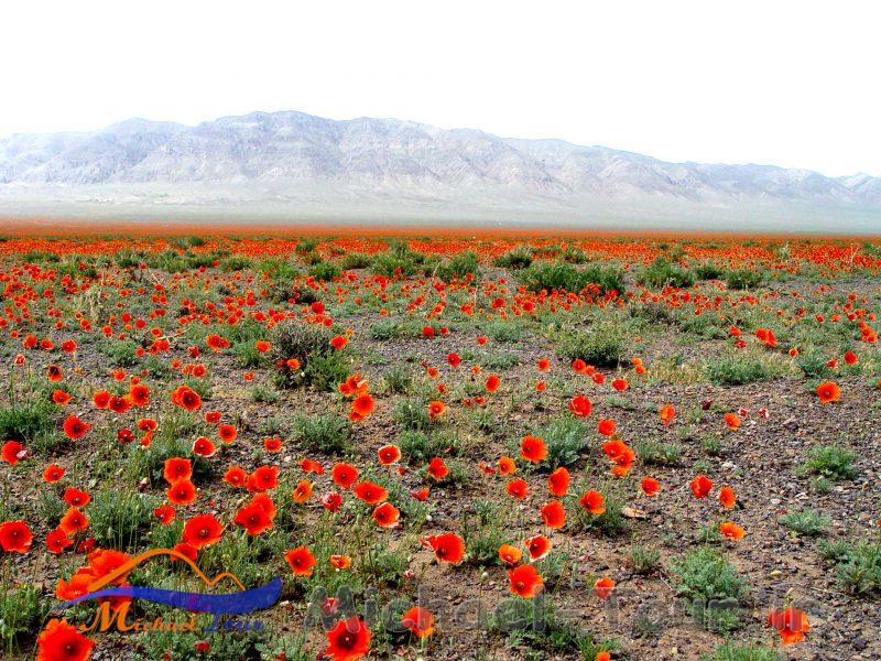 روستای گرمشت روستای گرمشت