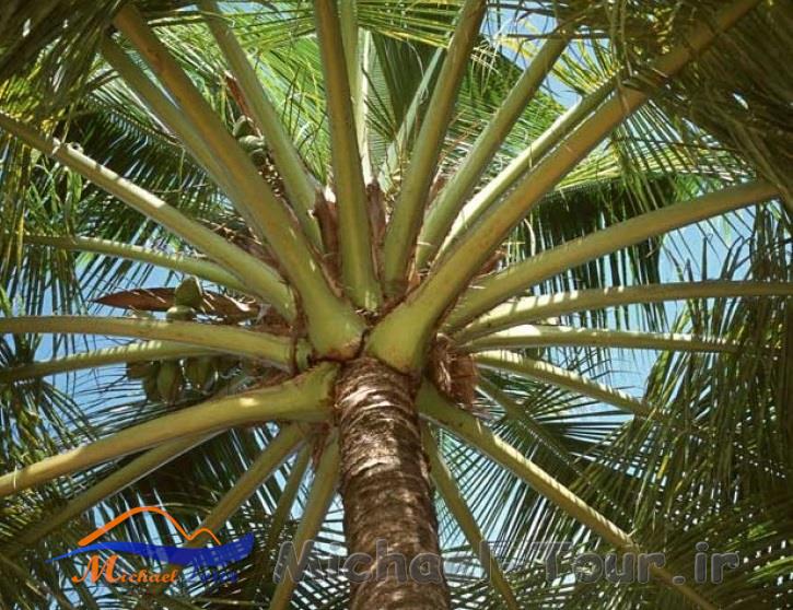 ساحل درختان نارگیل کیش