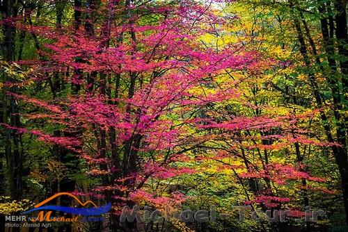 پارک جنگلی النگدره بهشت پاییزی گرگان