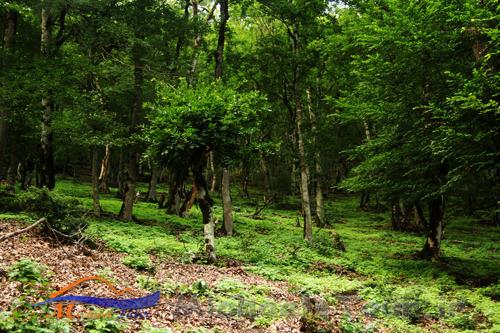 روستای سینه هونی روستای سینه هونی