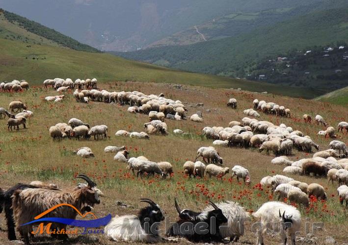 ییلاق شکردشت ییلاق شکردشت
