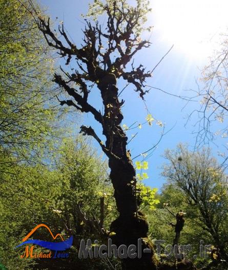 طبیعت سردانسر طبیعت سردانسر