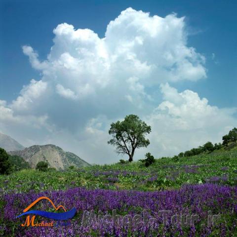 قالی کوه یا غالیه کوه