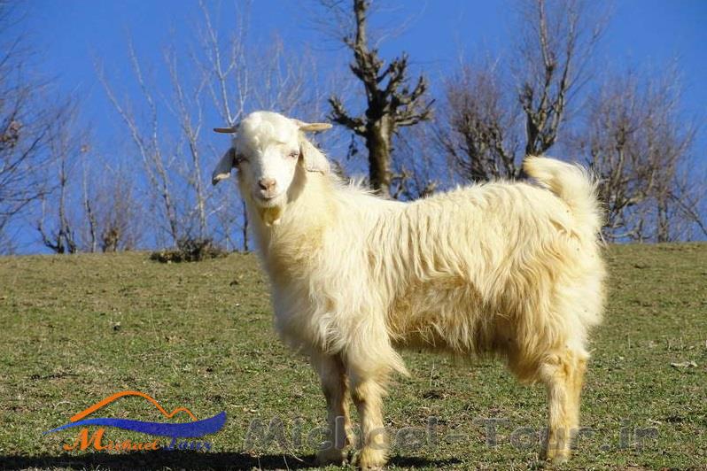 روستای سرخ ولیک