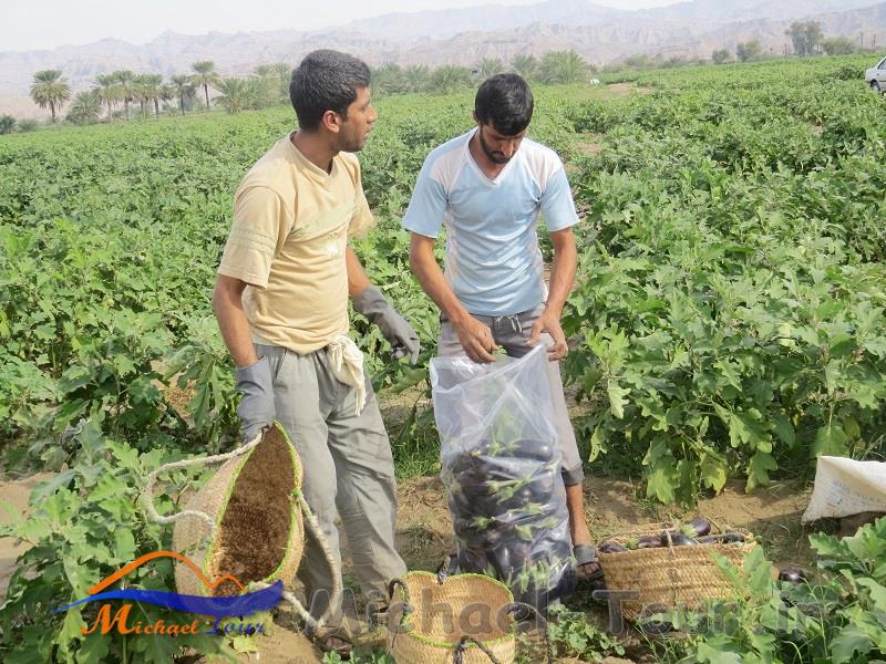 روستای دم شهر میناب روستای دم شهر میناب