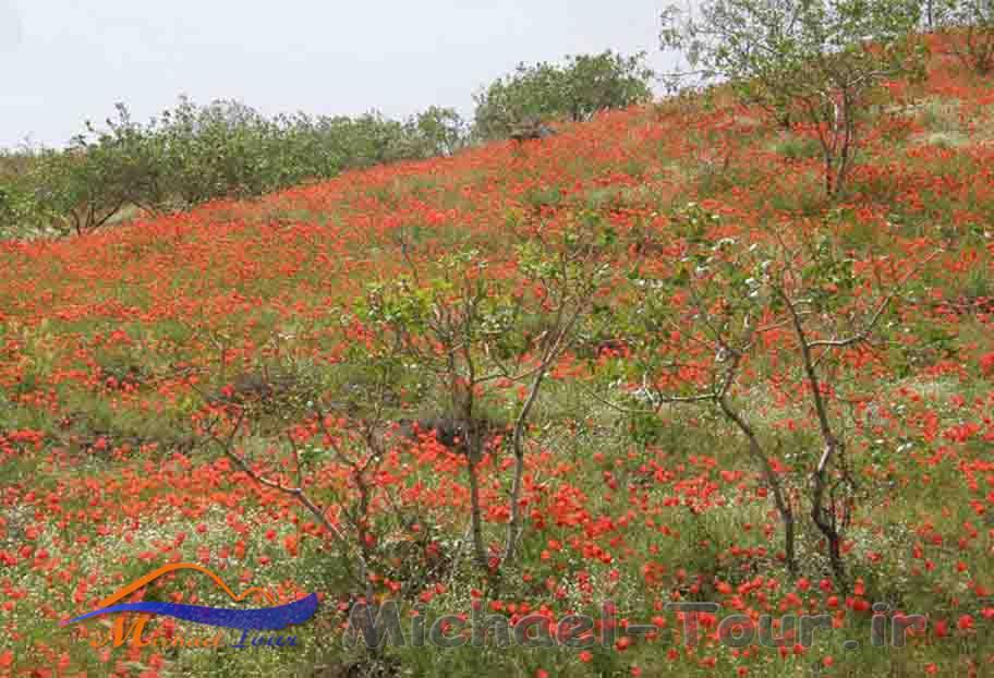 باغ کشمیر