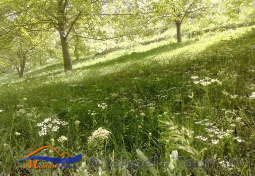 طبیعت اسفجیر طبیعت اسفجیر