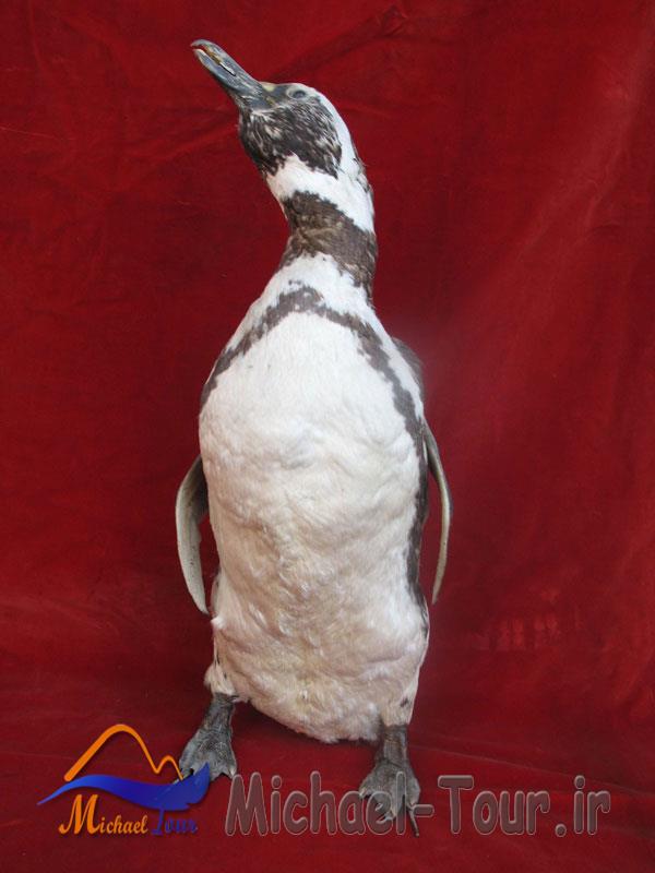 موزه برادران امیدوار سعدآباد موزه برادران امیدوار سعدآباد