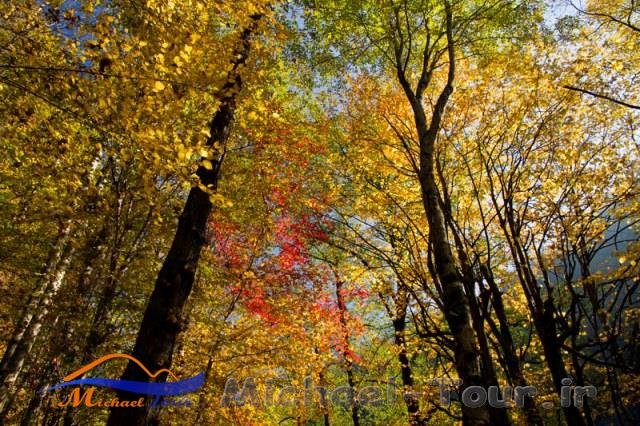 بوستان جنگلی صفارود بوستان جنگلی صفارود